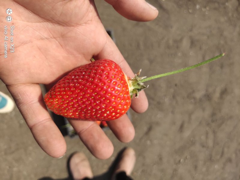 意大利牛奶草莓