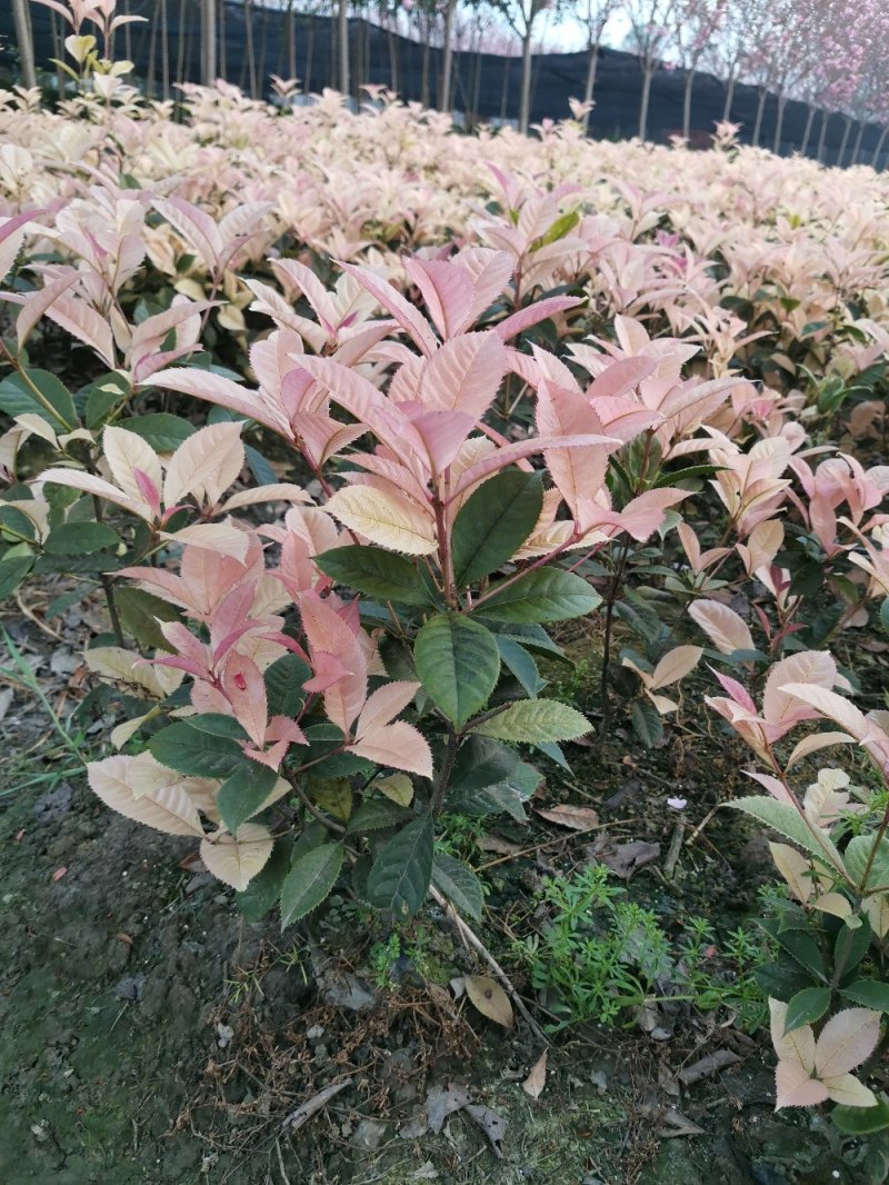 五彩桂