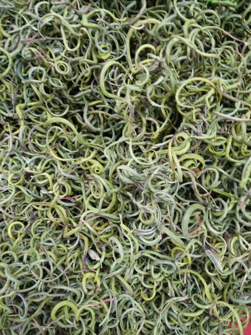 化石草化石草一件代发货