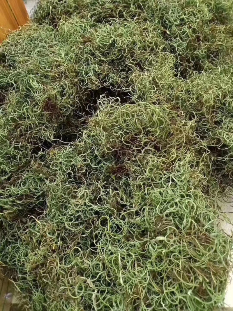 化石草化石草一件代发货