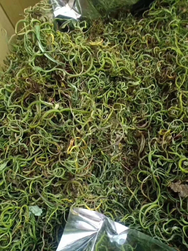 化石草化石草一件代发货