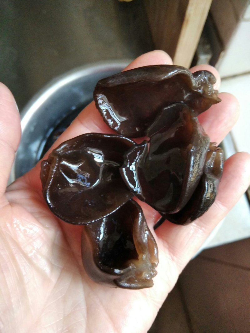 黑木耳秋耳东北黑木耳木耳