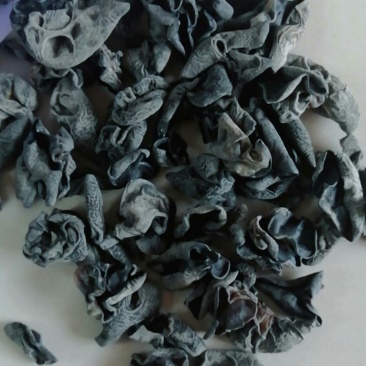 黑木耳秋耳东北黑木耳木耳