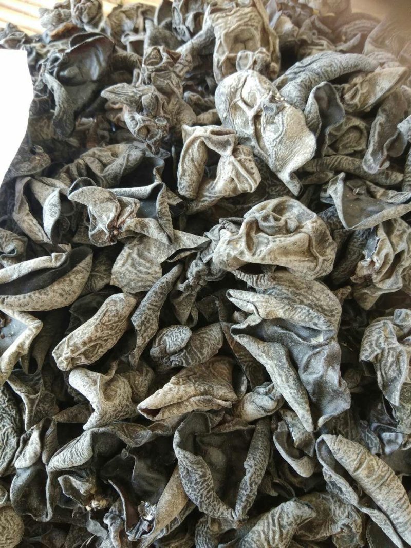 黑木耳秋耳东北黑木耳木耳