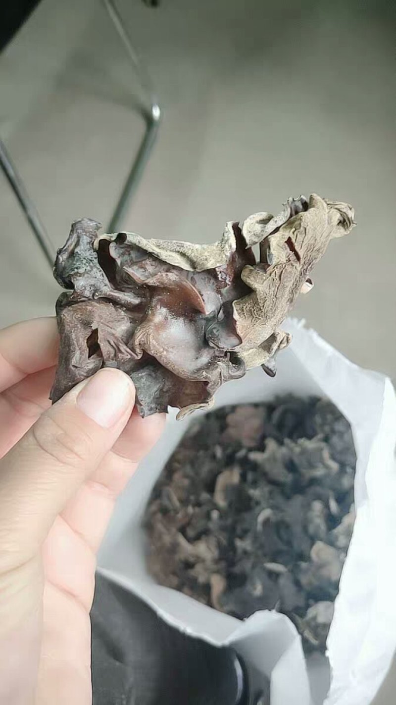 毛木耳木耳皮木耳厚木耳农家自种