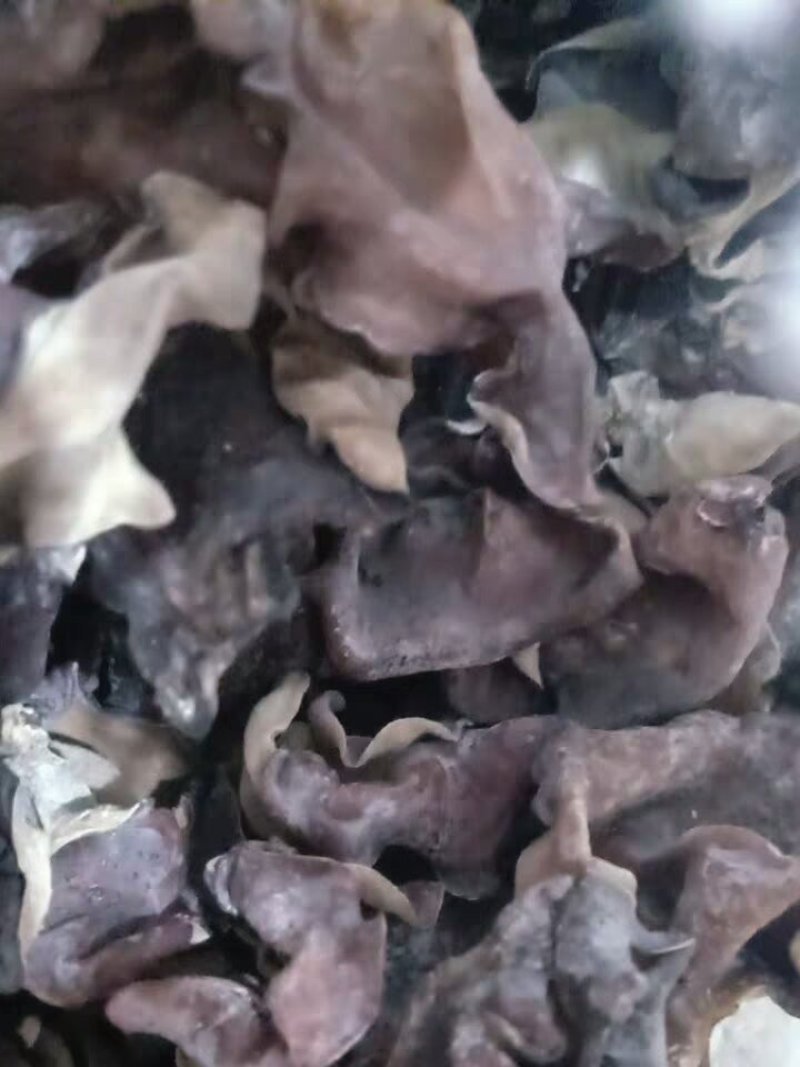 毛木耳木耳皮木耳厚木耳农家自种