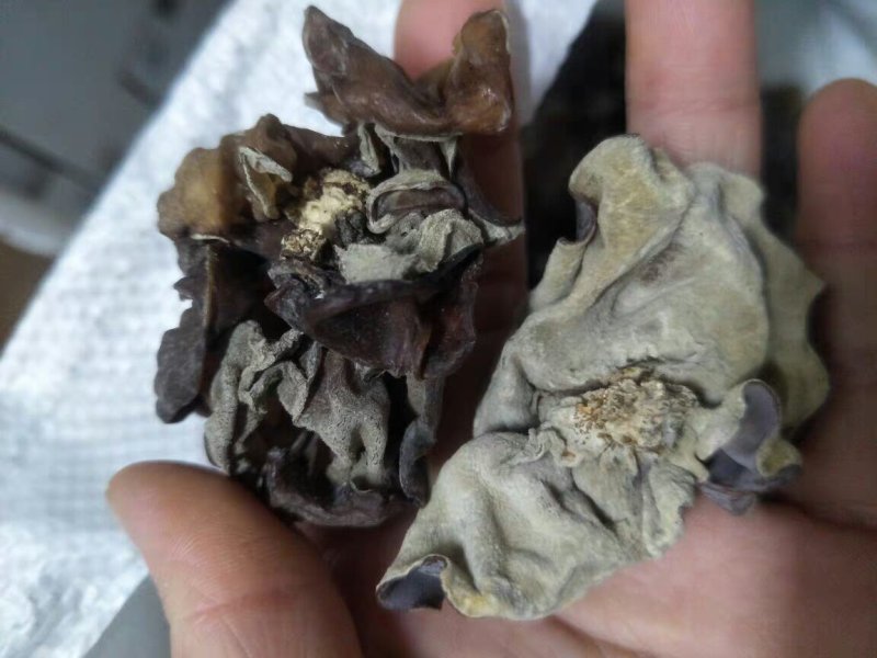 毛木耳木耳皮木耳厚木耳农家自种