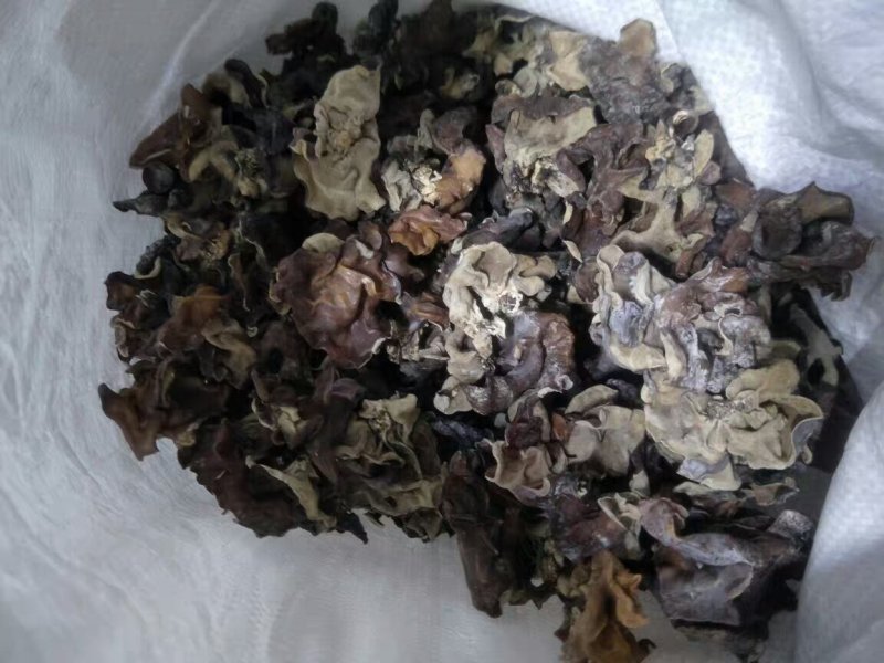 毛木耳木耳皮木耳厚木耳农家自种