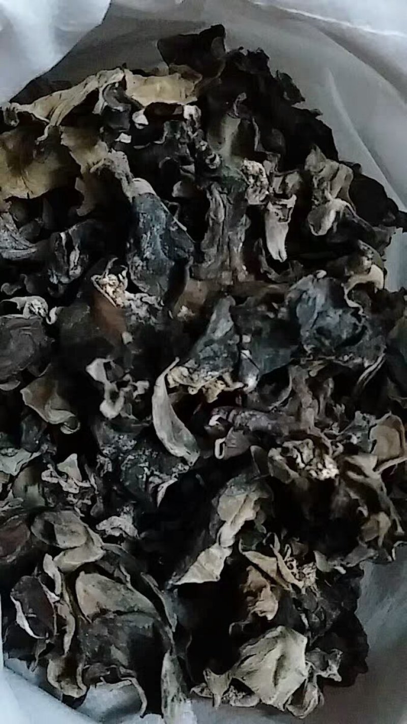 毛木耳木耳皮木耳厚木耳农家自种