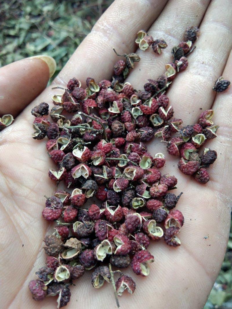 花椒转红青麻椒传统种植产地出货价格合理【包邮】