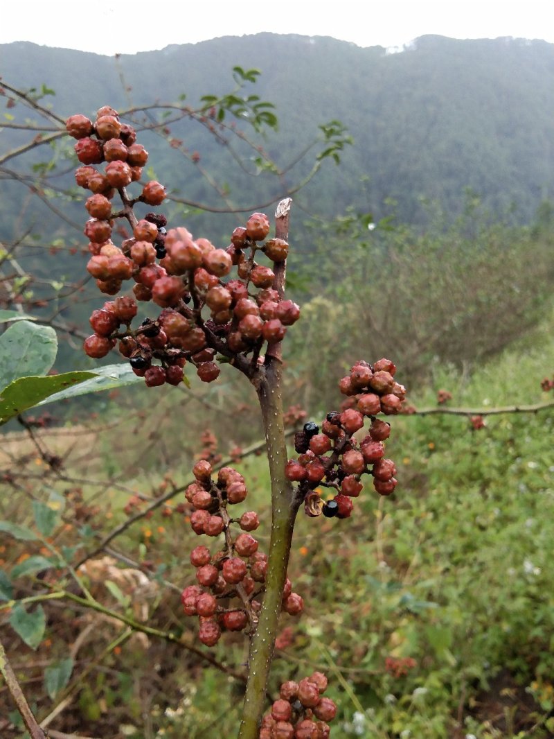 花椒转红青麻椒传统种植产地出货价格合理【包邮】