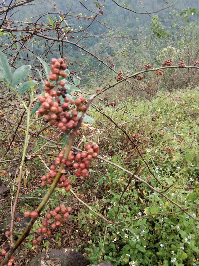 花椒转红青麻椒传统种植产地出货价格合理【包邮】