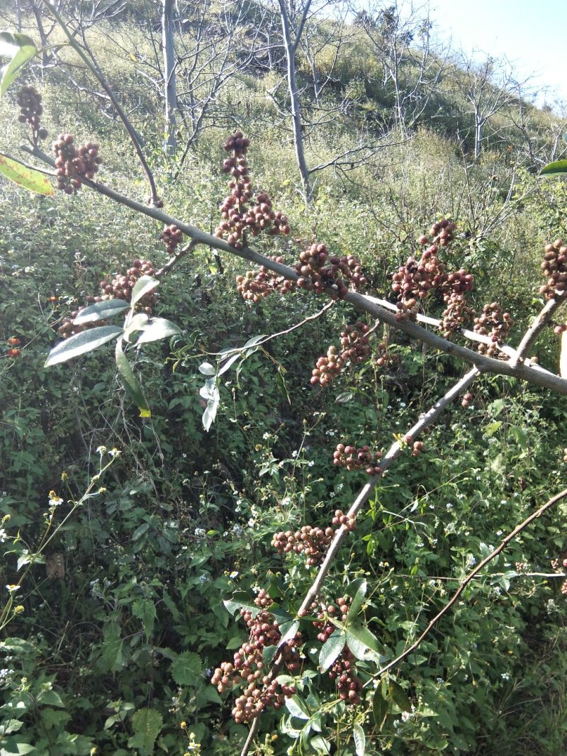 花椒转红青麻椒传统种植产地出货价格合理【包邮】