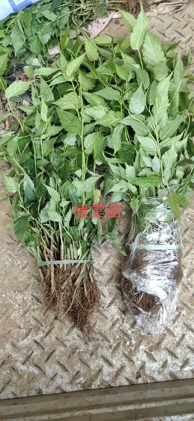棣棠棣棠苗棣棠小苗棣棠床苗耐寒耐阴爬藤花卉植物