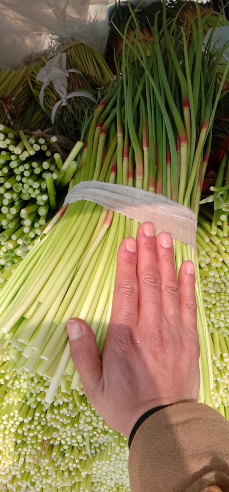 邳州蒜薹大量上市需要的联系