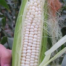 白玉米棒带壳批发农民自种一件发货