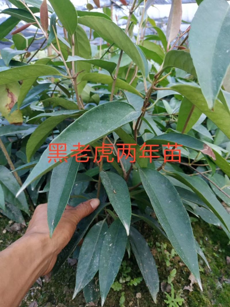布福娜，黑老虎正品优质苗，存活率高，量大从优