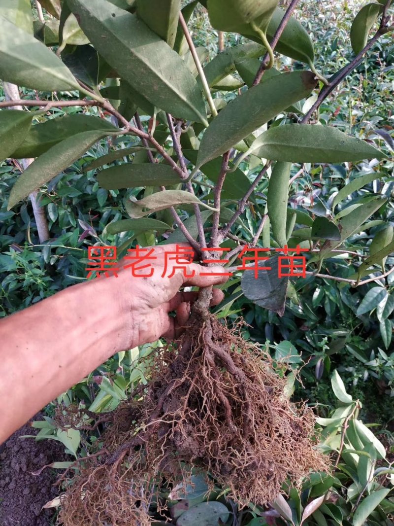 布福娜，黑老虎正品优质苗，存活率高，量大从优