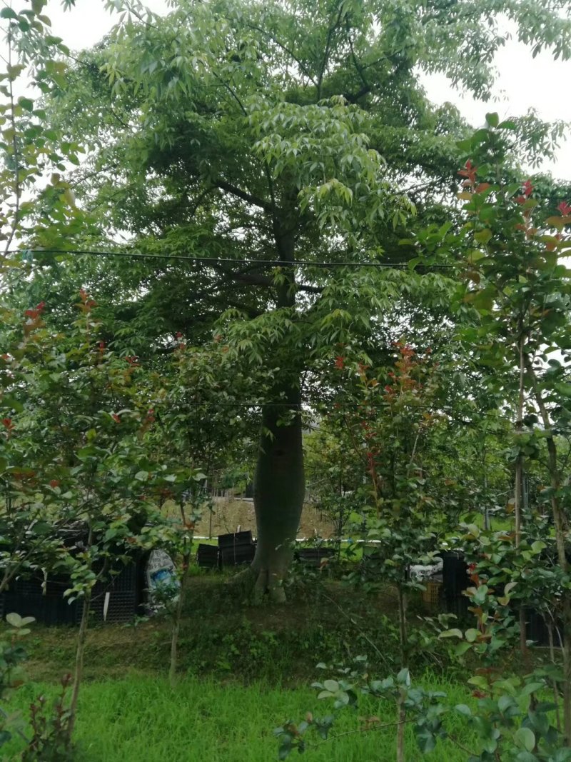 大腹木棉树苗木棉苗庭院户外绿化种植美丽异木棉花木苗公园风