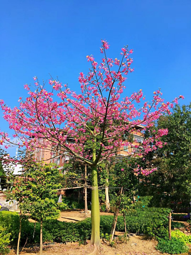 大腹木棉树苗木棉苗庭院户外绿化种植美丽异木棉花木苗公园风