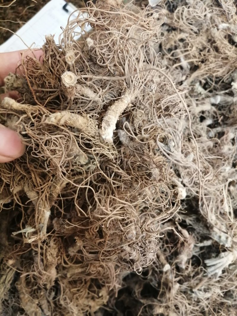 地胆头(根)，地胆草的根头干品，长期有货供应