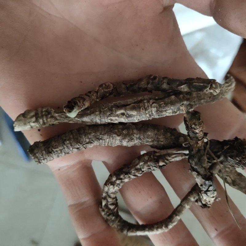 胡黄连新货颜色好关书药业