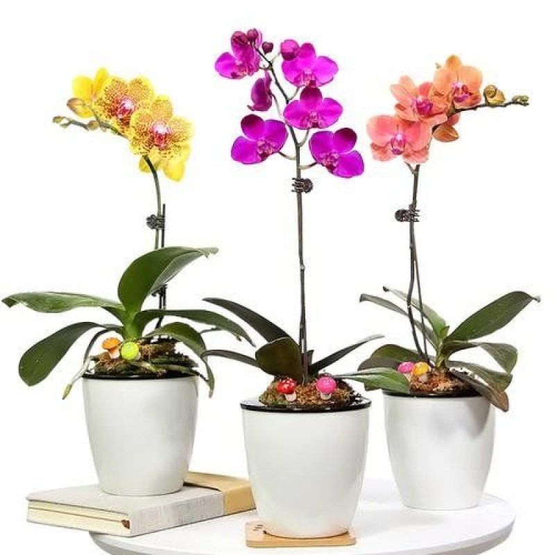 蝴蝶兰花卉盆栽观花植物室内花客厅阳台四季开花植物蝴蝶兰带