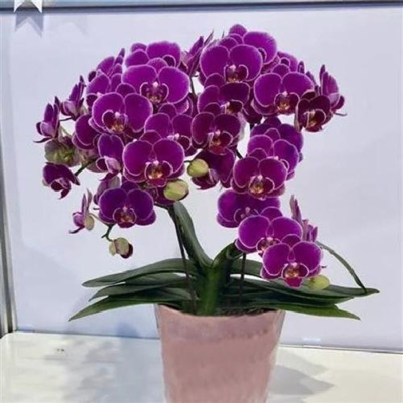 蝴蝶兰花卉盆栽观花植物室内花客厅阳台四季开花植物蝴蝶兰带