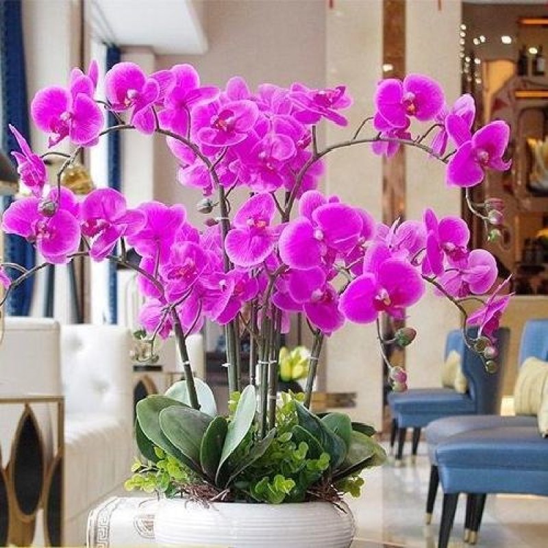 蝴蝶兰花卉盆栽观花植物室内花客厅阳台四季开花植物蝴蝶兰带