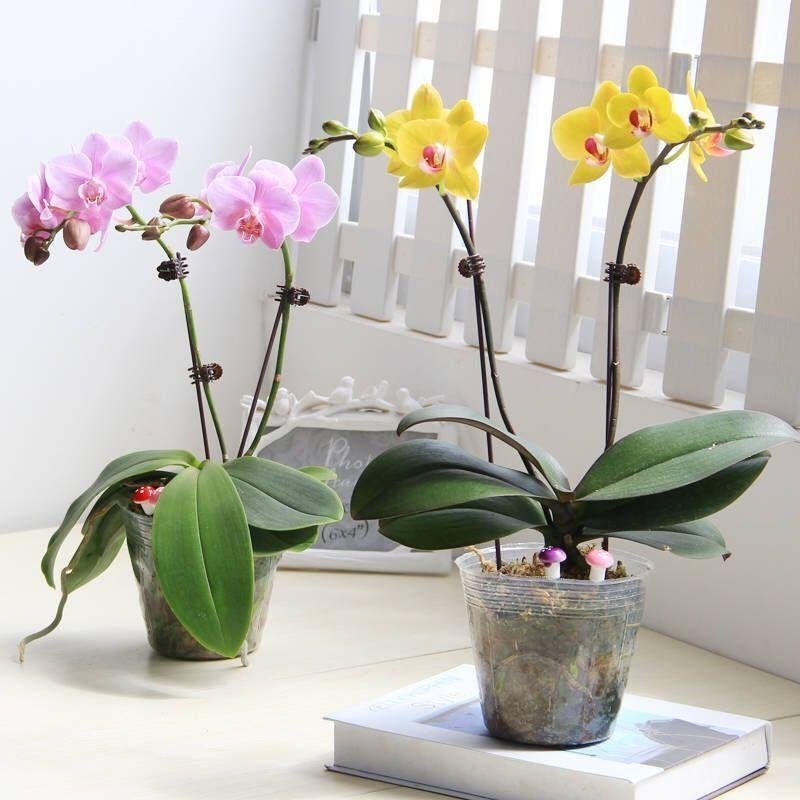 蝴蝶兰花卉盆栽观花植物室内花客厅阳台四季开花植物蝴蝶兰带