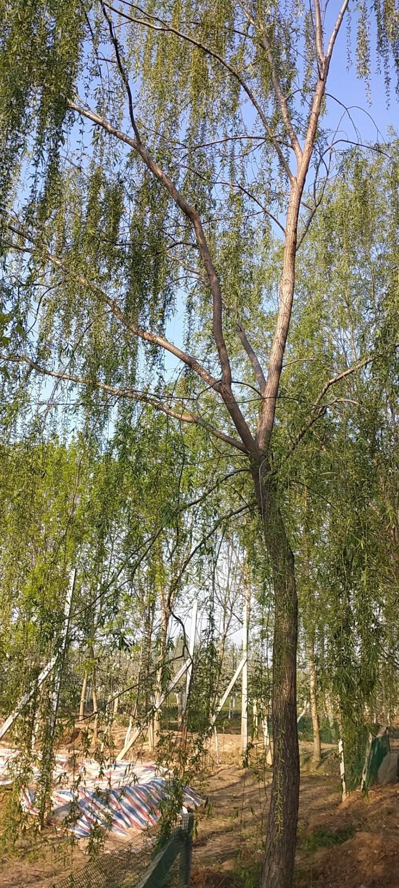 柳树