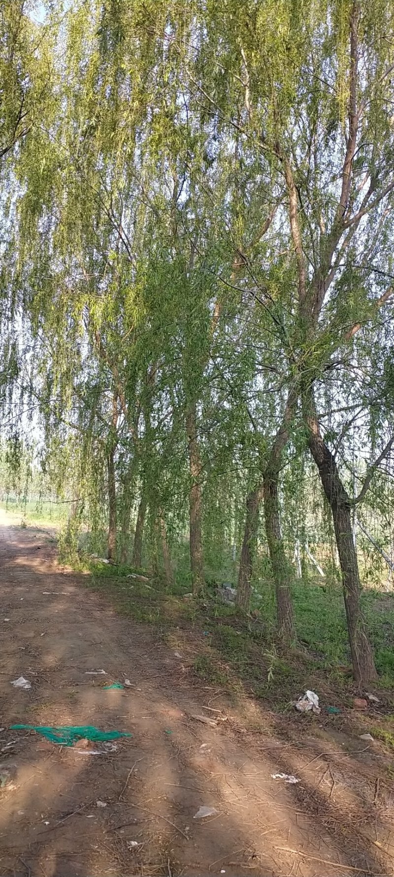 柳树