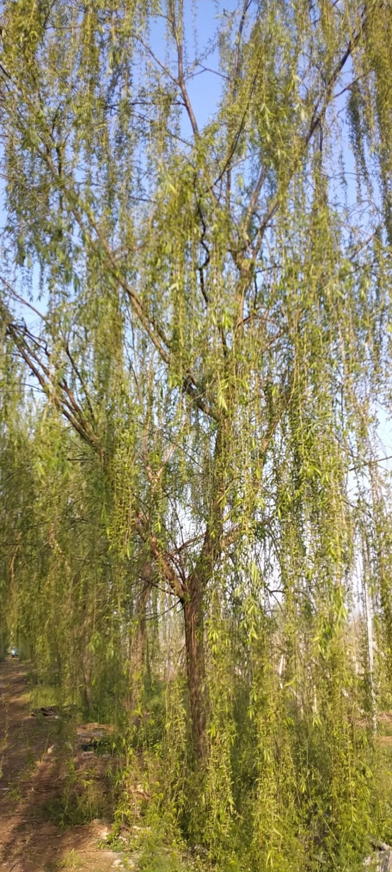 柳树
