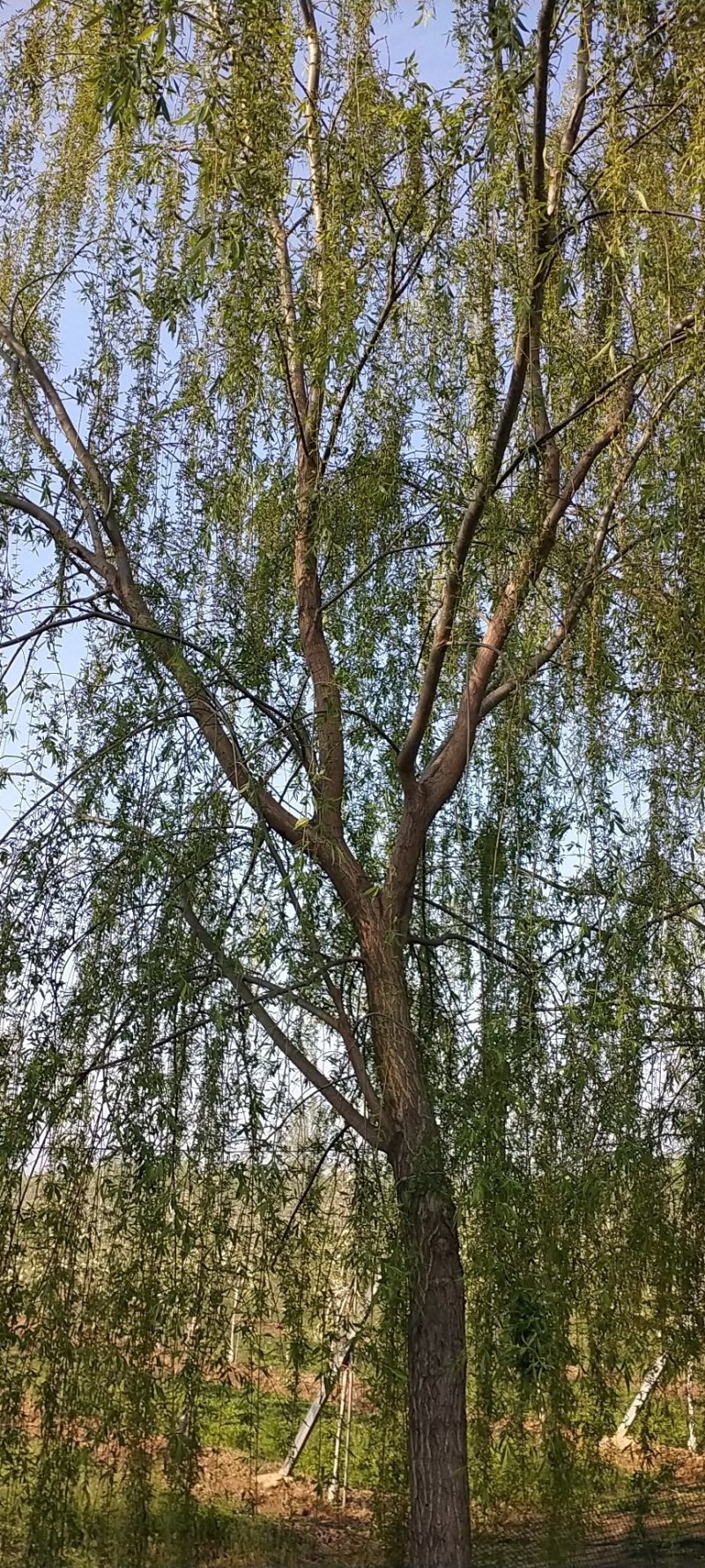 柳树