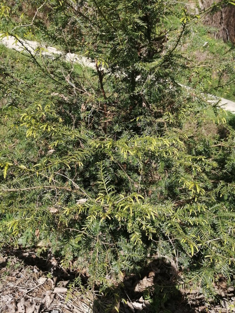 盆景
