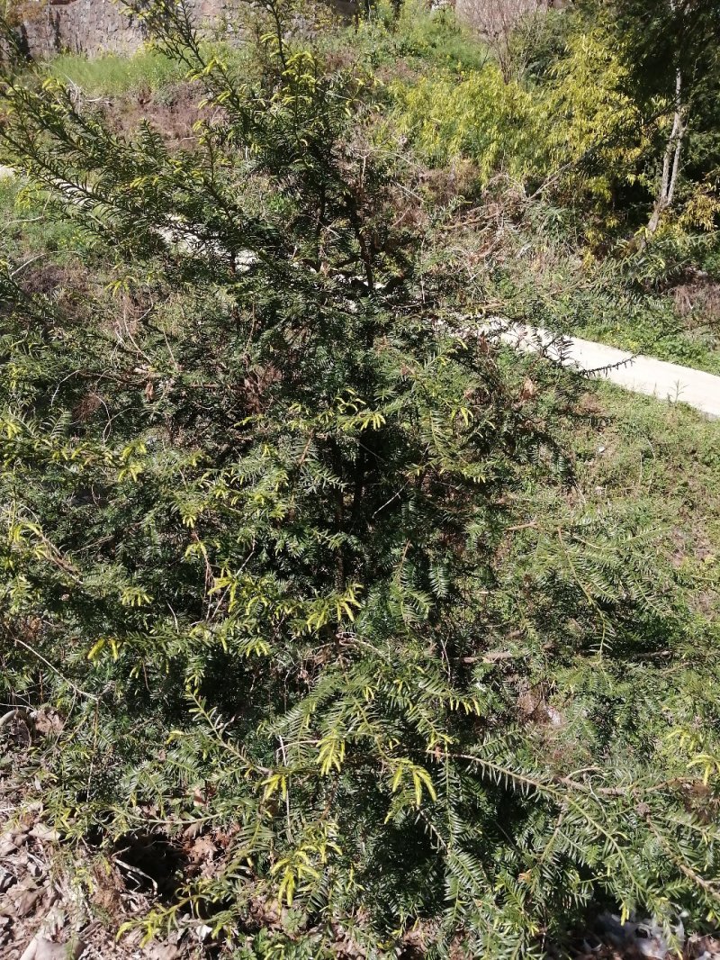 盆景