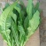 油菜油麦叶生苦菊