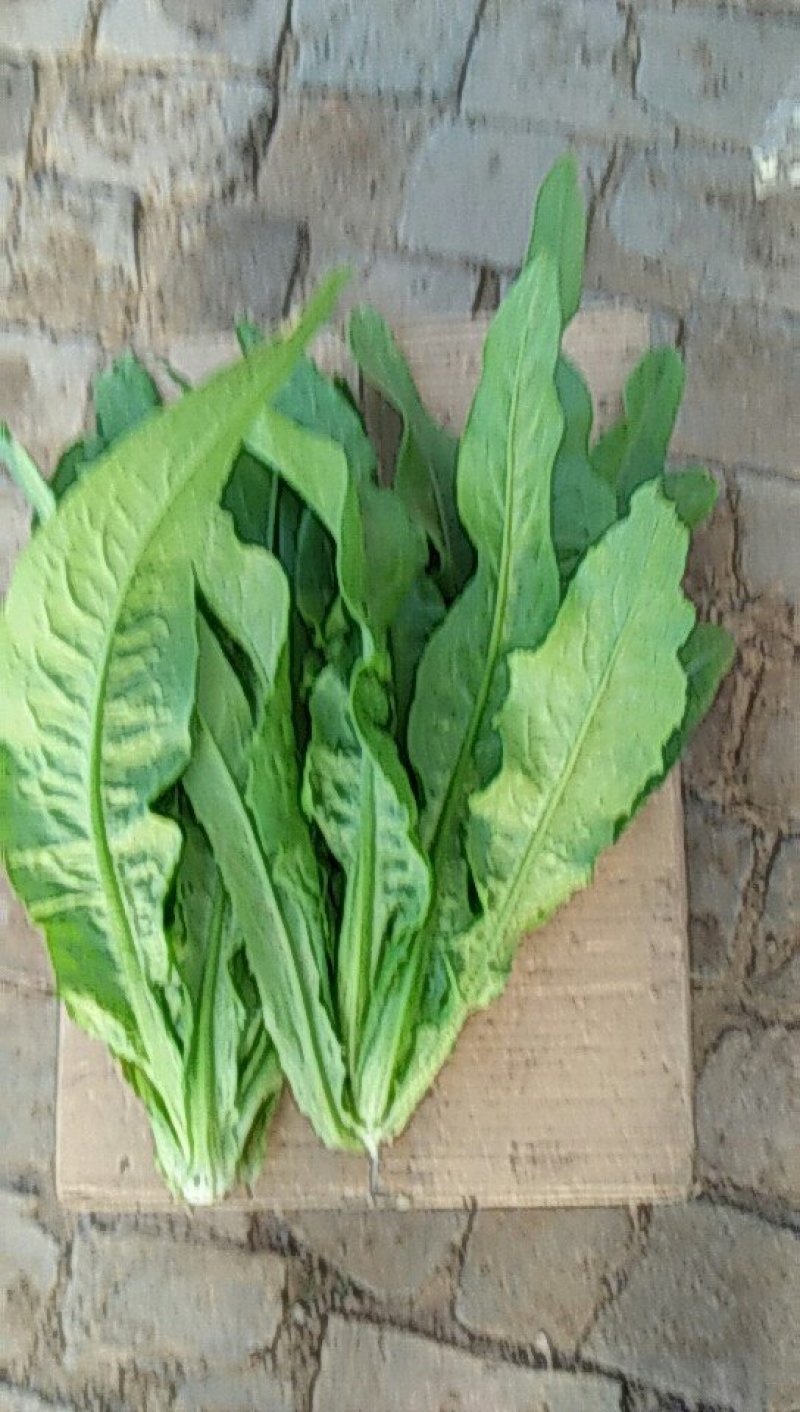 油菜油麦叶生苦菊