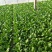 油菜油麦叶生苦菊