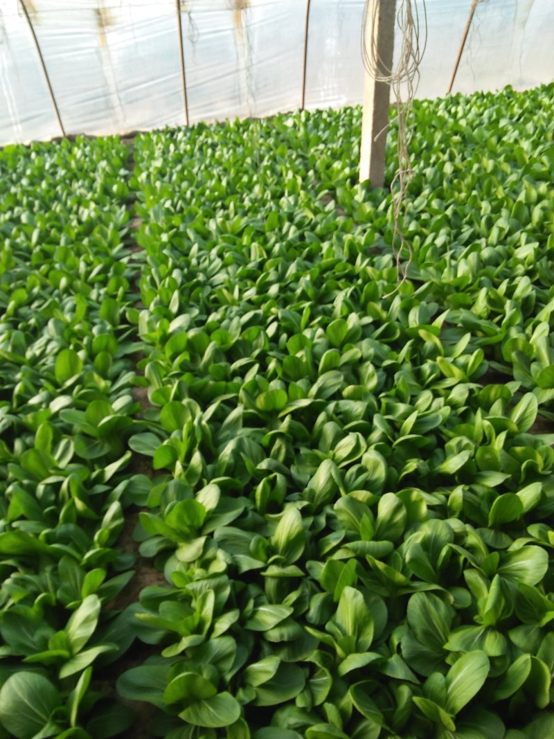 油菜油麦叶生苦菊
