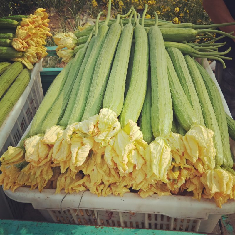 【大量供货】濮阳精品鲜花丝瓜、价格便宜、大量有货、全国直发