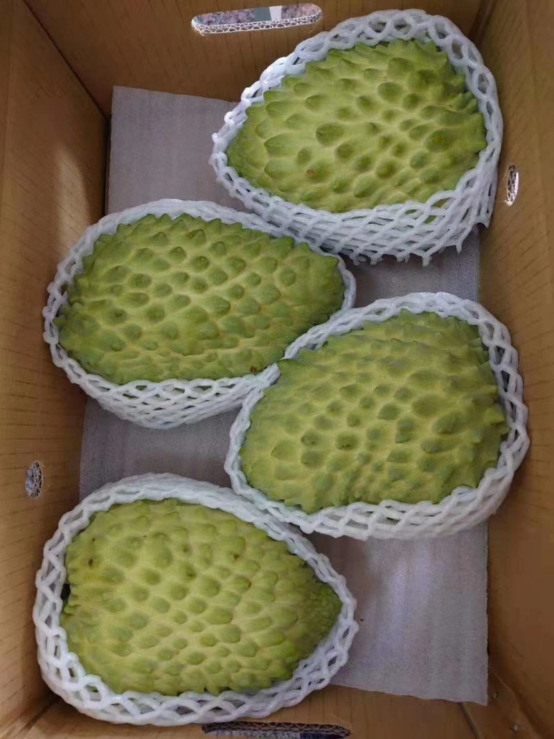 释迦果苗，榴莲释迦果，新品种嫁接种苗