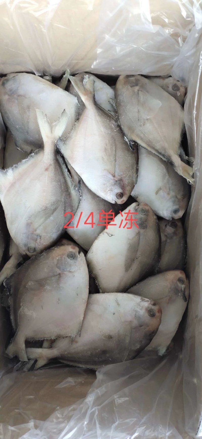 银鲳鱼也叫白鲳，肉质鲜美质量保证放心购。五斤装