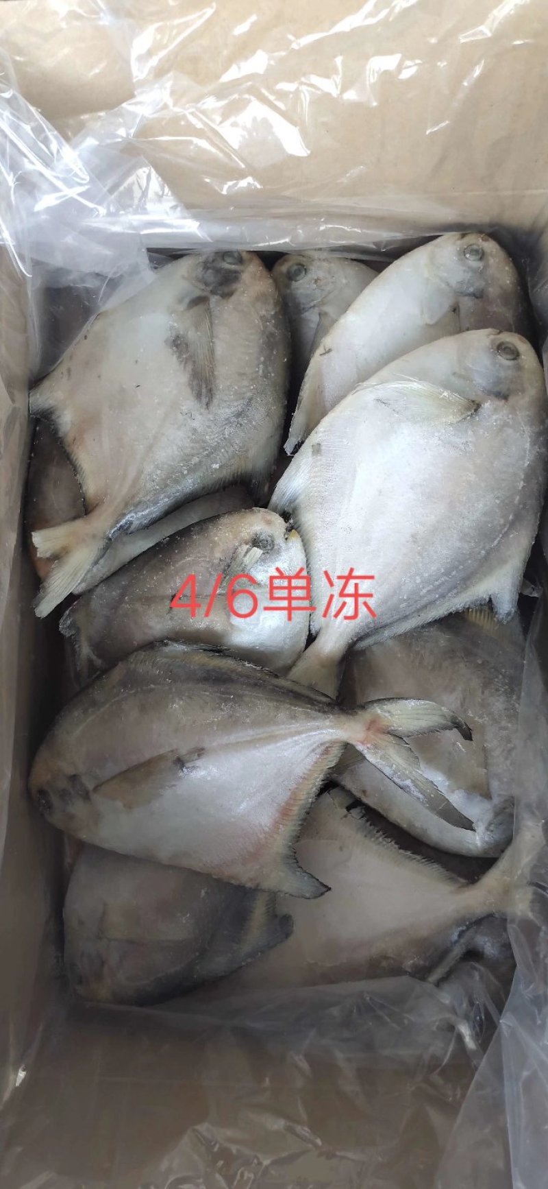 银鲳鱼也叫白鲳，肉质鲜美质量保证放心购。五斤装