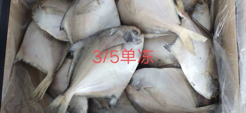 银鲳鱼也叫白鲳，肉质鲜美质量保证放心购。五斤装