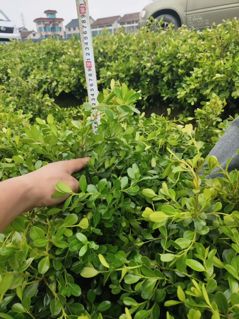 黄杨