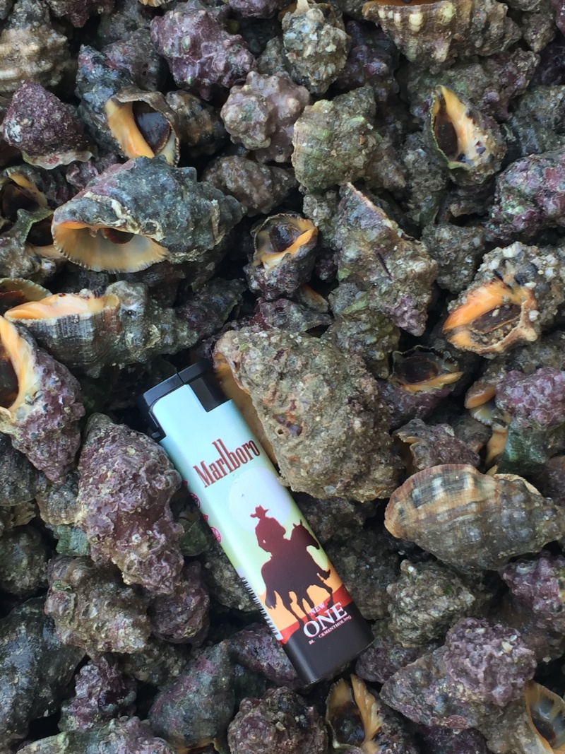 辣螺，天然深海海产，个头大货美，大量供应