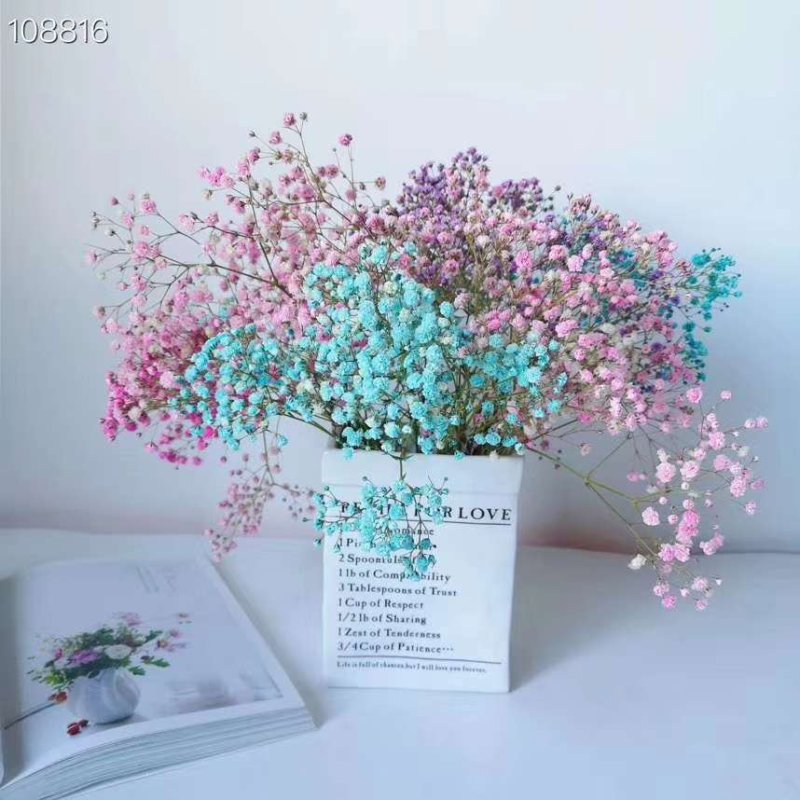 正品满天星切花苗苗子质量好自然色白色欢迎订购