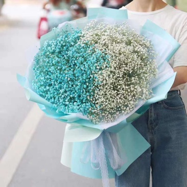 正品满天星切花苗苗子质量好自然色白色欢迎订购