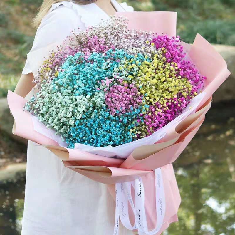 正品满天星切花苗苗子质量好自然色白色欢迎订购